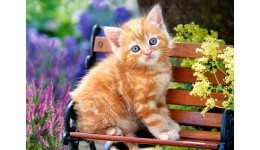 Пазл Касторленд 180(178) Котик  32*23 см