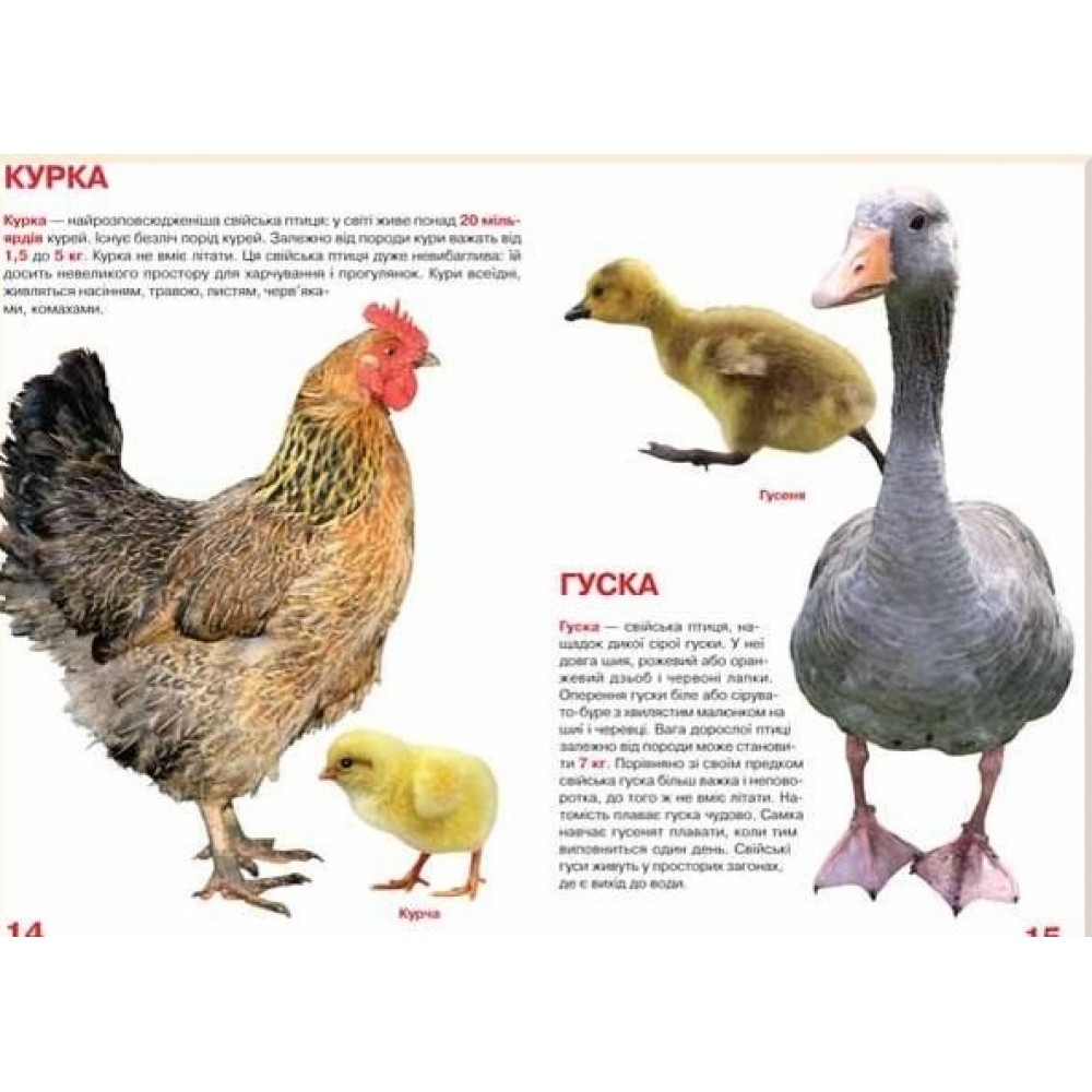Енциклопедія.Велика книжка А3: Свійські тварини вид-во Кристалбук 16 сторінок 240*330 мм