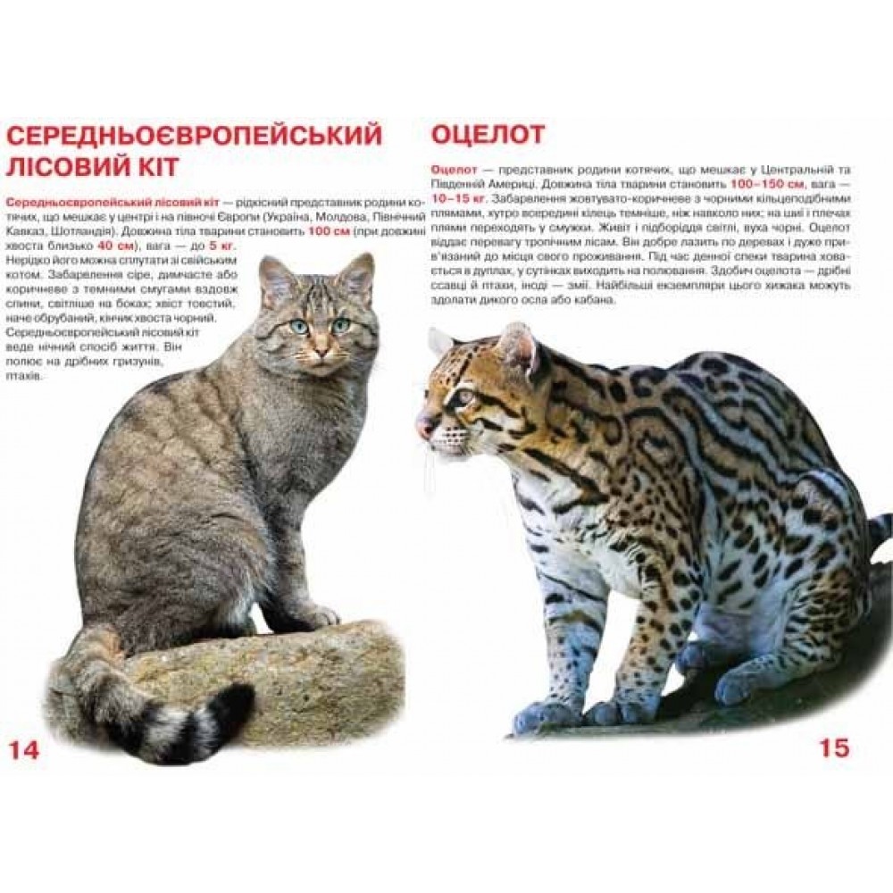 Енциклопедія.Велика книжка А3: Дикі кішки м`яка палітурка 16 стор.240х230 мм (у) КБ