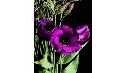 Картина по номерах Фіолетові квітки Strateg 40х50 см AH1036 3 пензл.+ 17 акр.фарб  3 рів.склад.