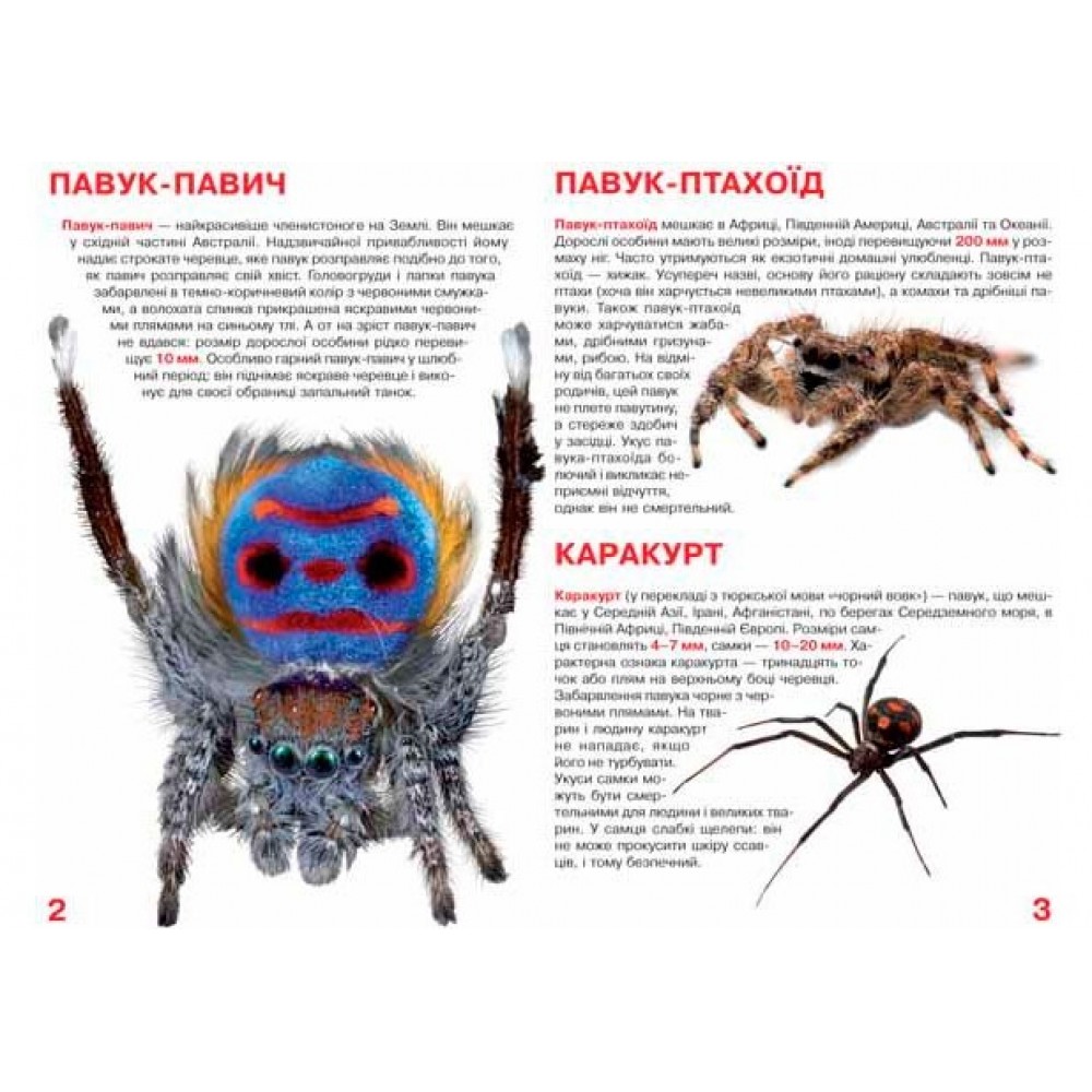 Енциклопедія.Велика книжка А3: Павуки (укр.мова) вид-во Кристалбук 16 сторінок 240*330мм