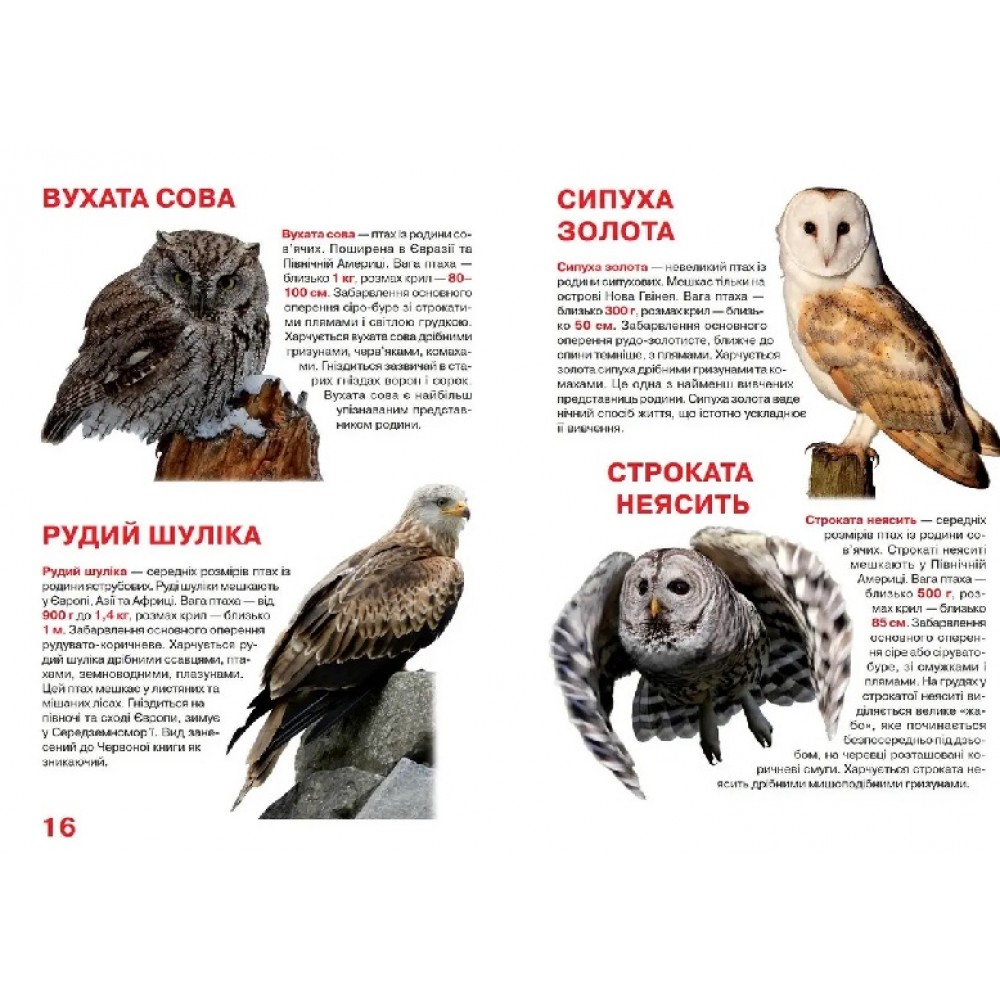 Енциклопедія.Велика книжка А3: Хижі птахи  (укр.мова) вид-во Кристалбук 16 сторінок 240*330мм