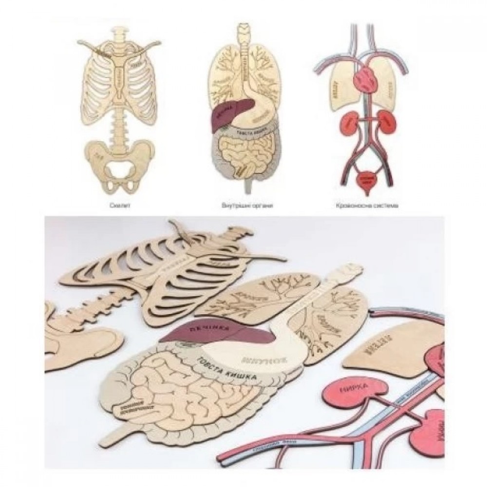 Анатомія Макет будови тіла людини дерев`яний (фанера) на магнітах (15 частин) 600*300мм (НУШ)