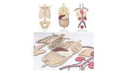 Анатомія Макет будови тіла людини дерев`яний (фанера) на магнітах (15 частин) 600*300мм (НУШ)